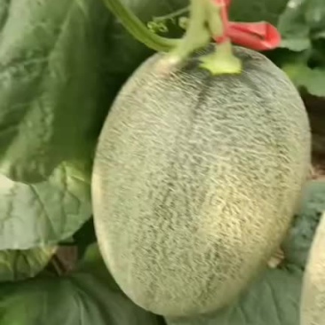 哈密瓜*小蜜25