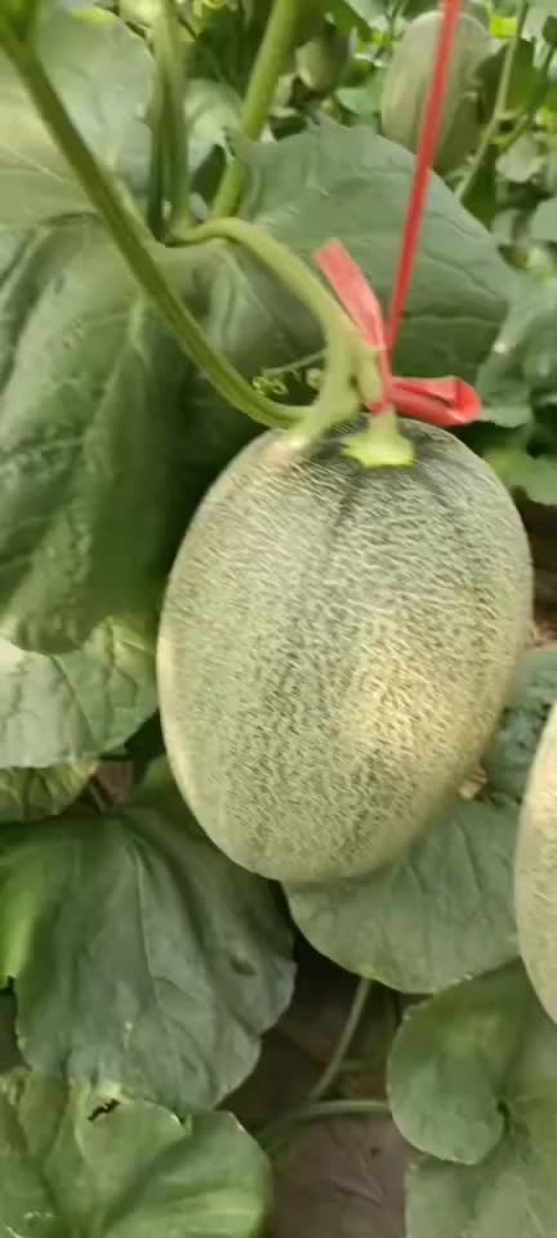 哈密瓜*小蜜25