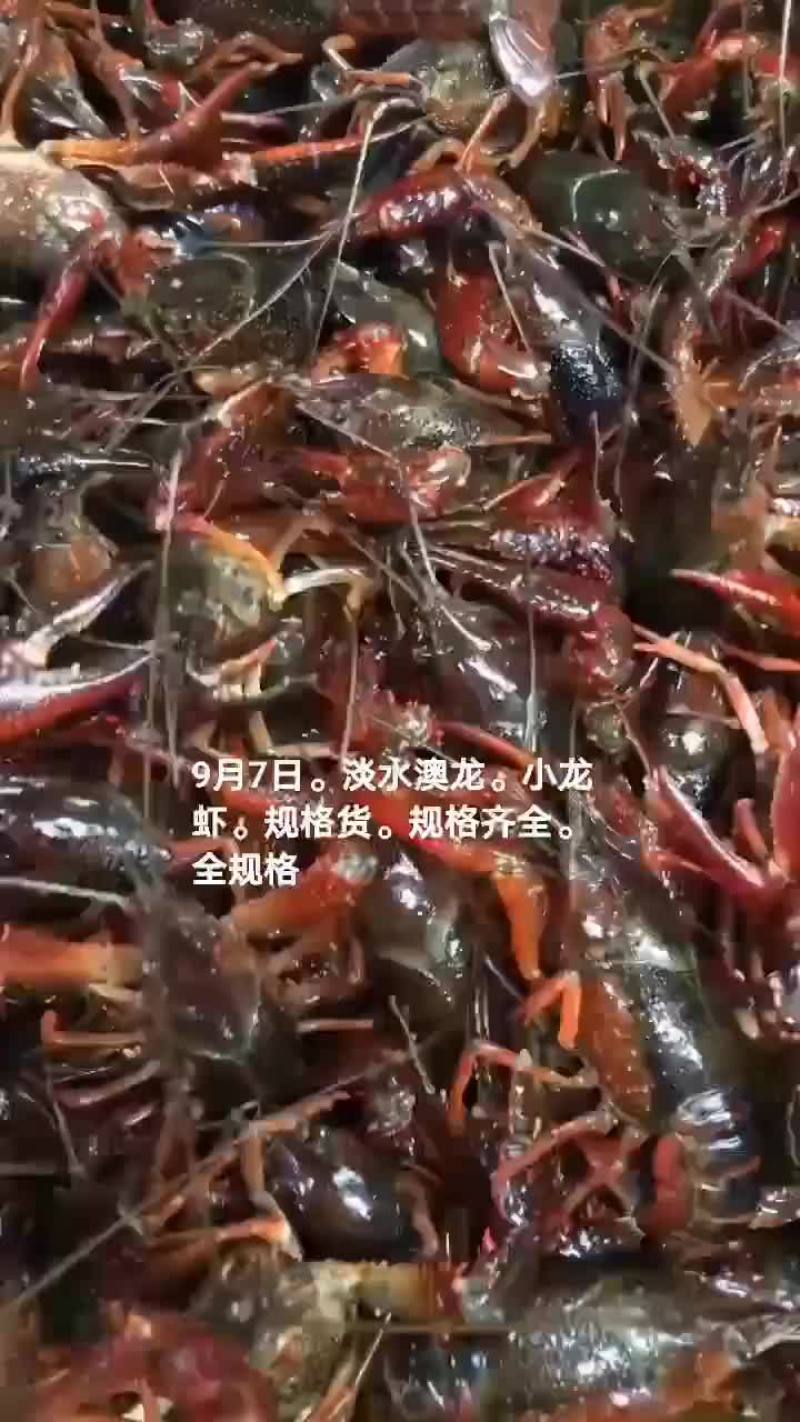淡水澳龙。小龙虾