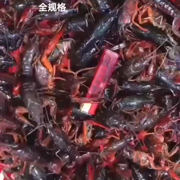 淡水澳龙。小龙虾
