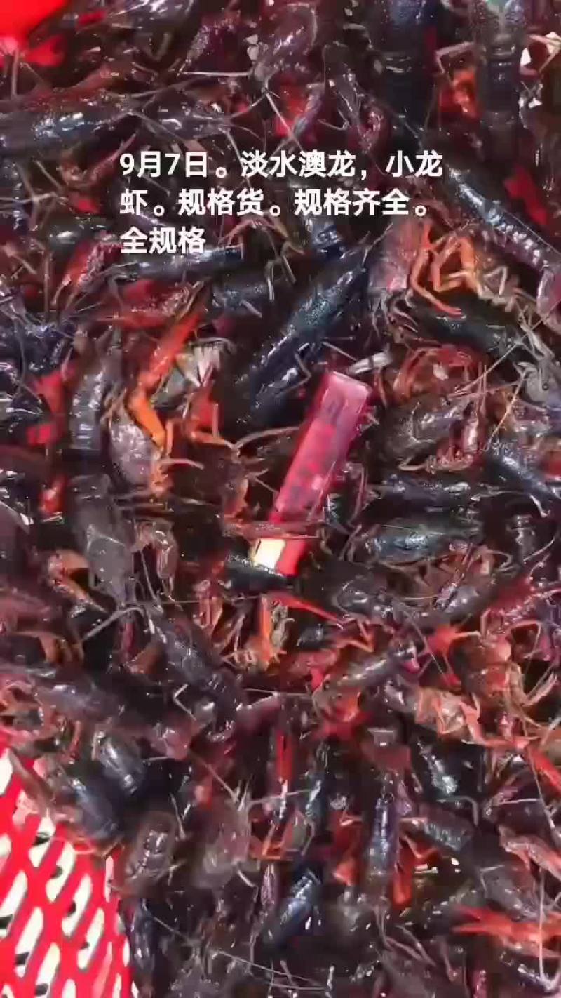 淡水澳龙。小龙虾