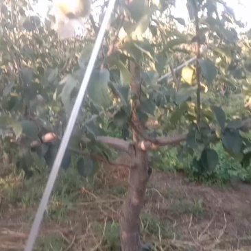 玉露香梨