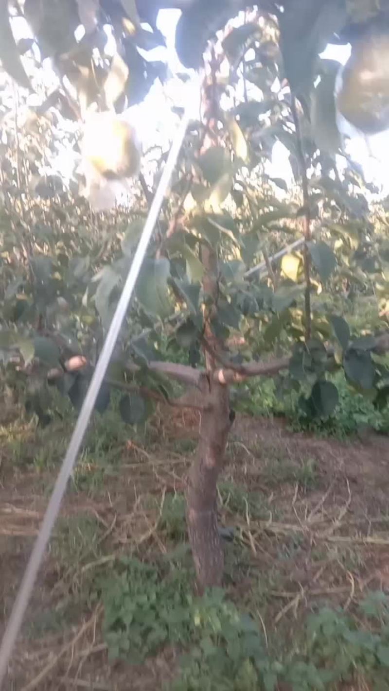 玉露香梨