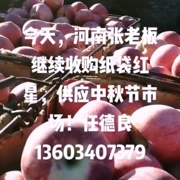 今天，河南张老板继续收购纸袋红星苹果！
