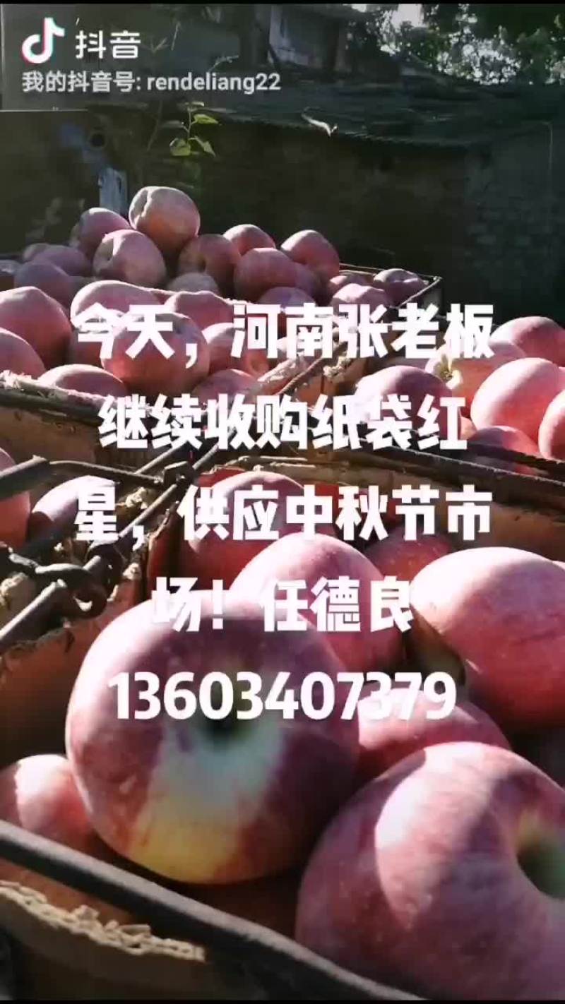 今天，河南张老板继续收购纸袋红星苹果！