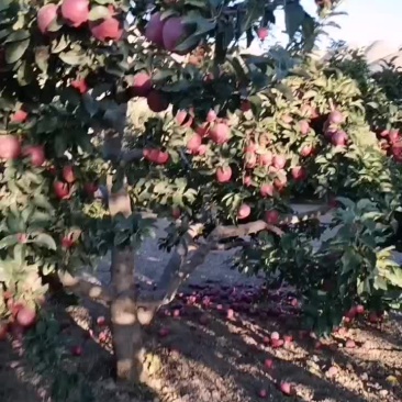 花牛