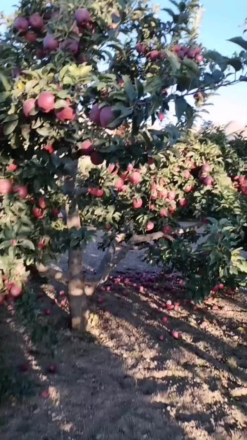 花牛