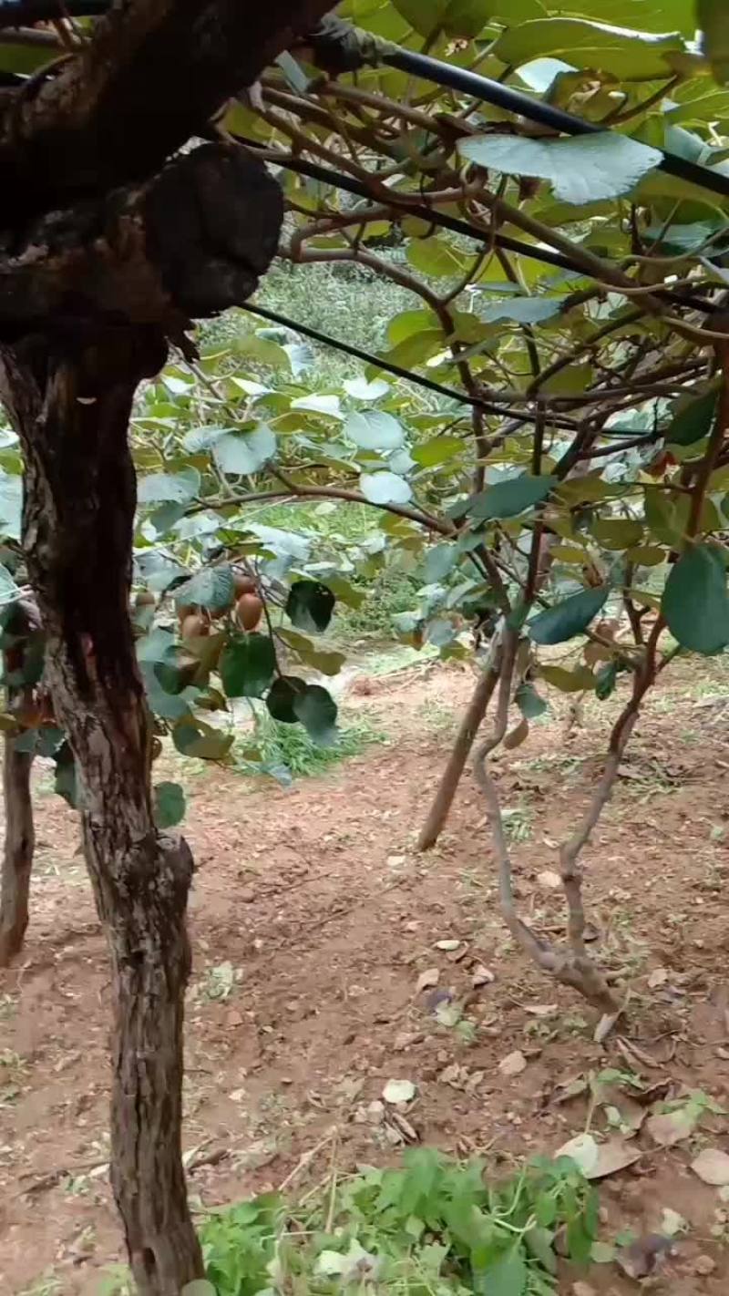 河南西峡猕猴桃