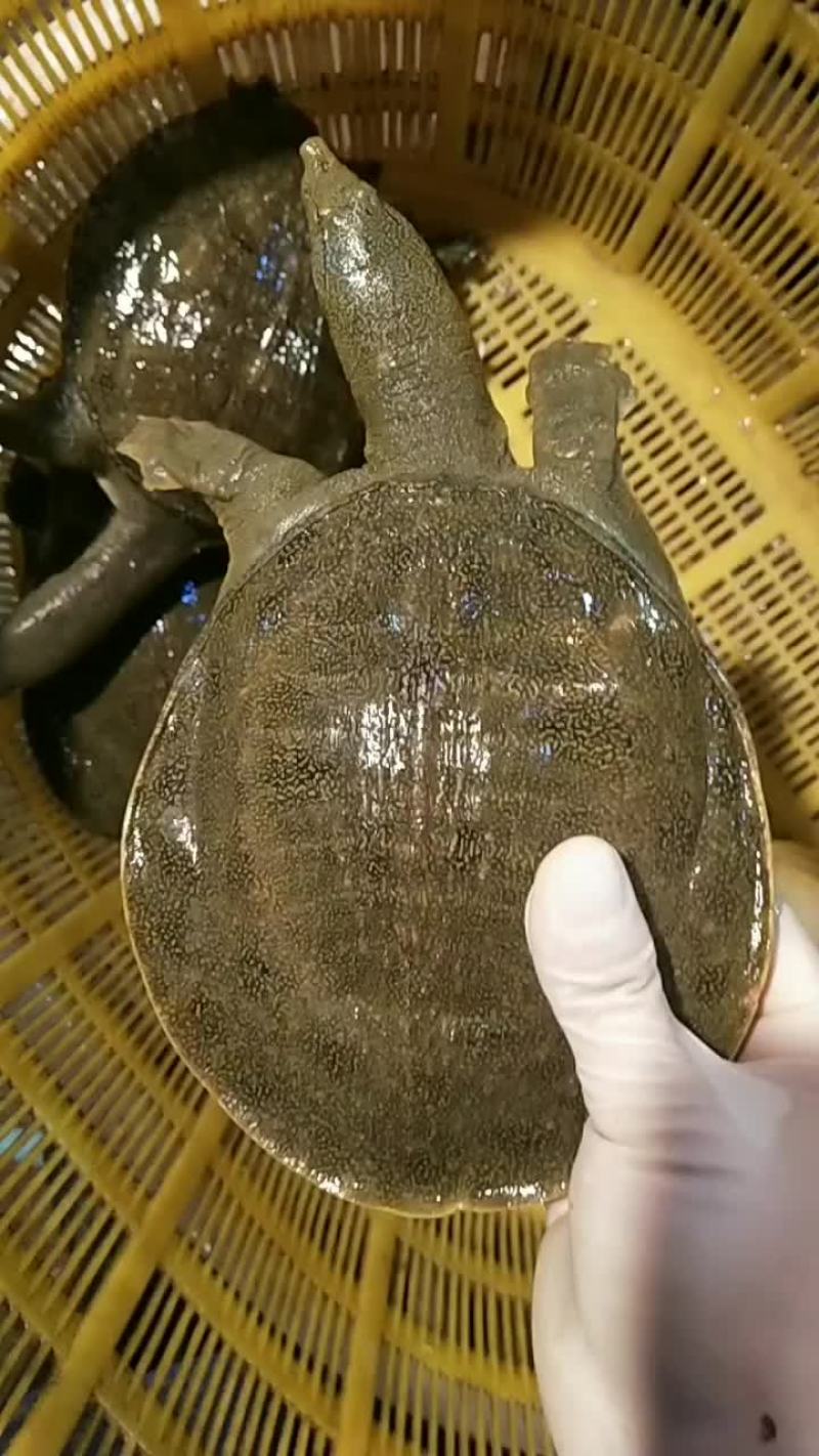 甲鱼