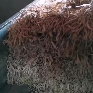 我是农户，我们这里有大量萝卜条出售，质量很好，量大，