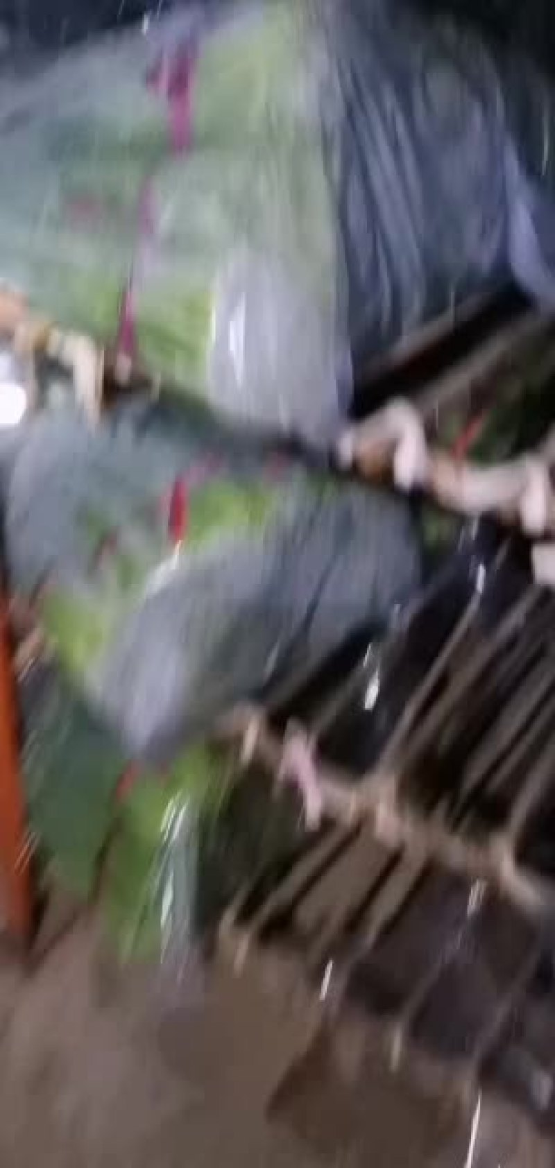 精品韭苔