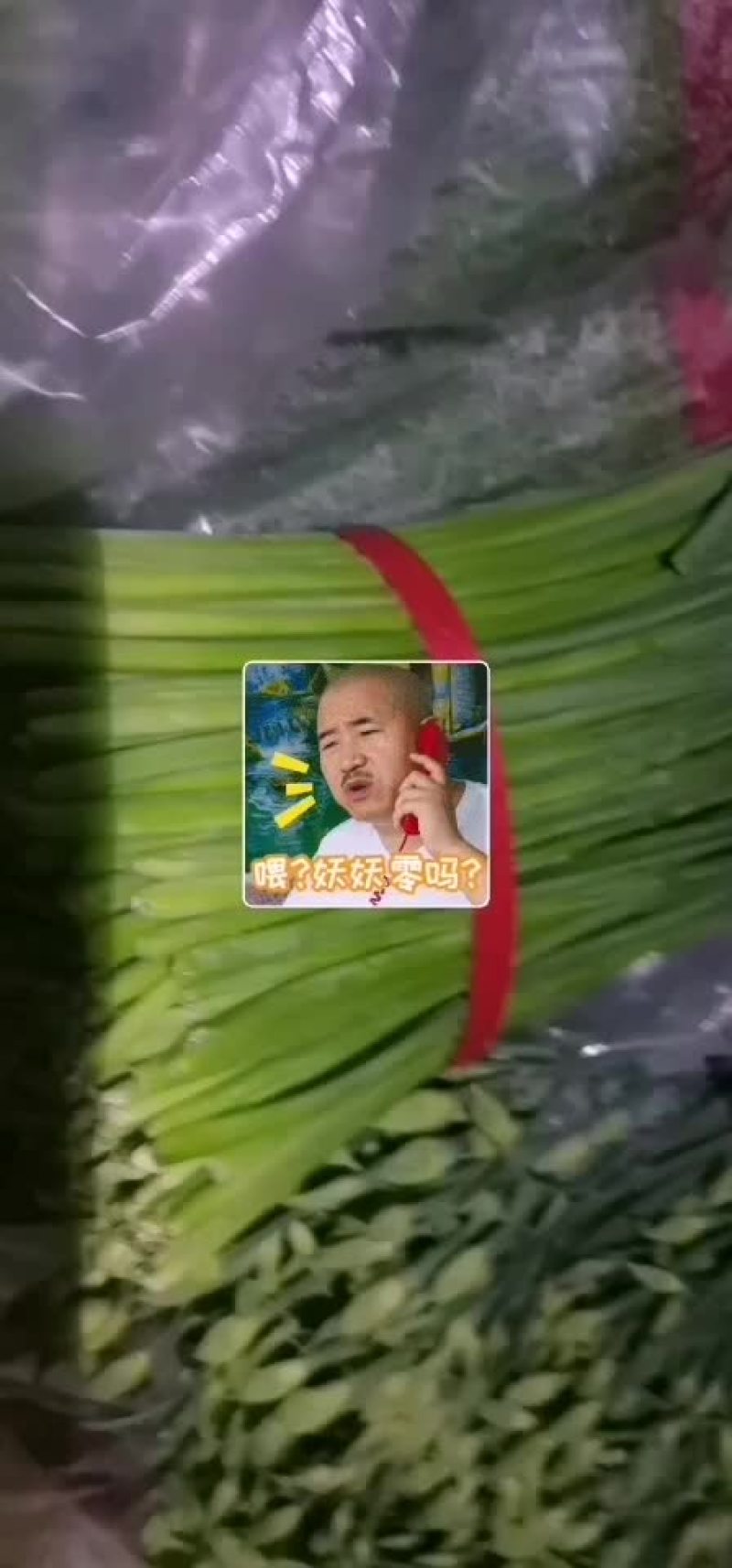 精品韭苔