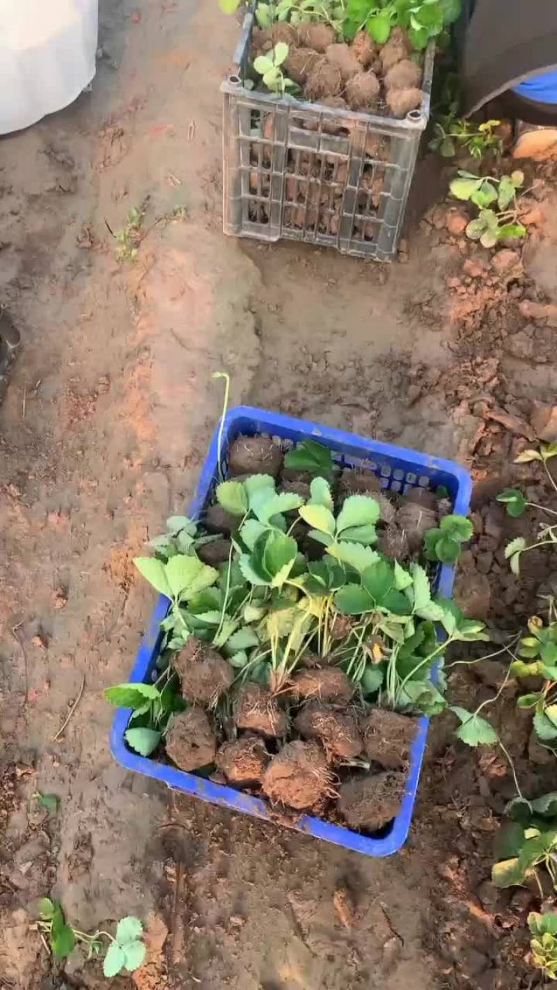 草莓苗
