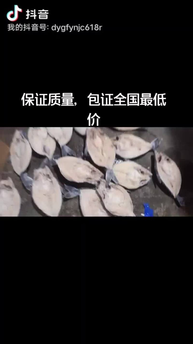 65的小开背鱼11到14条的