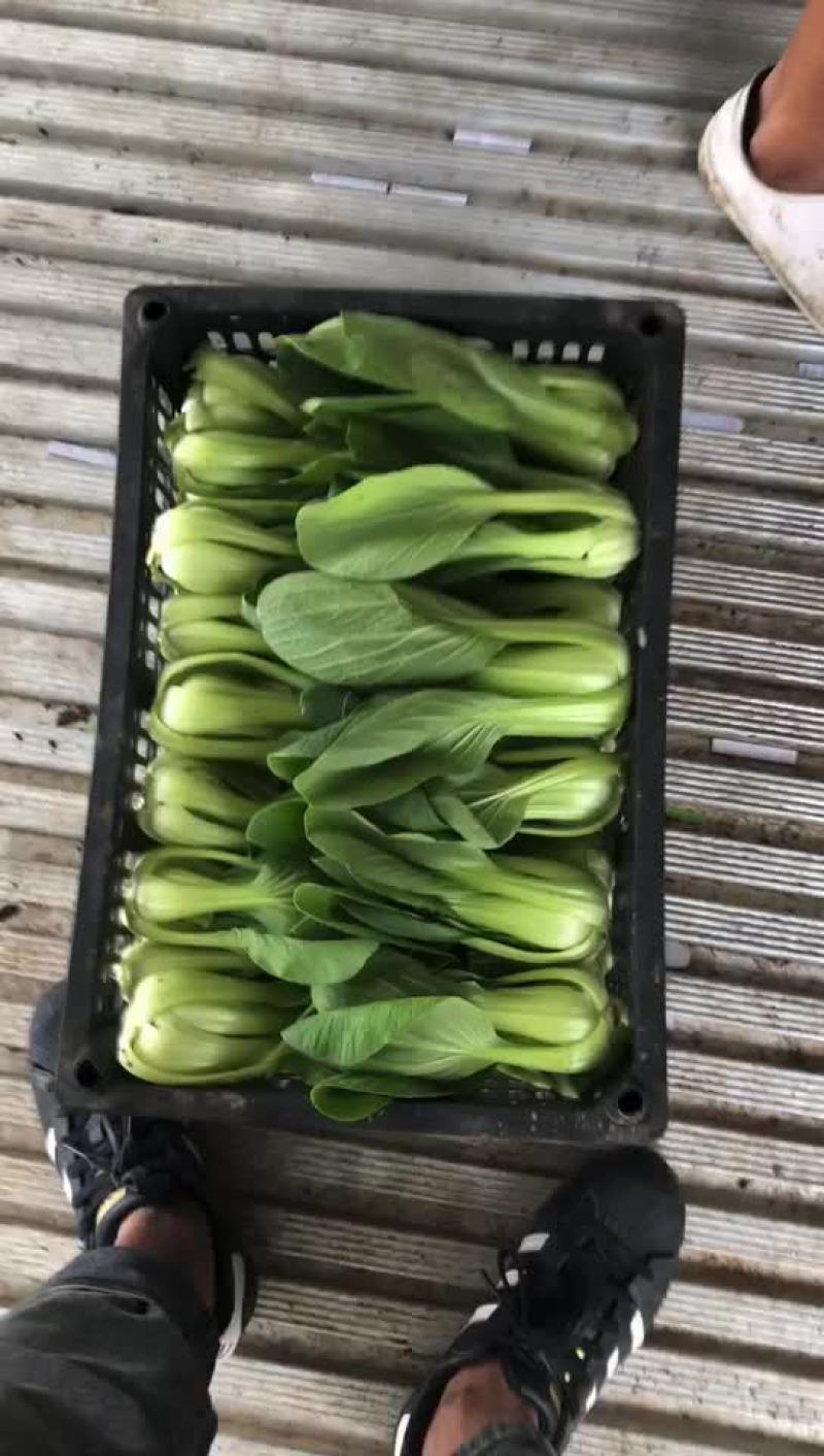 油菜