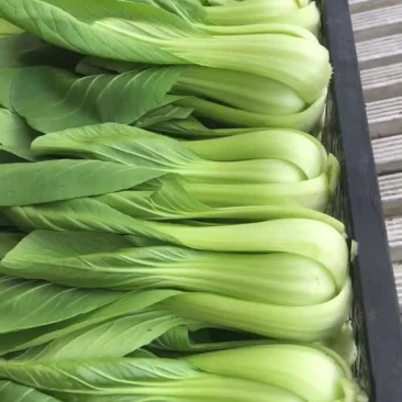 油菜