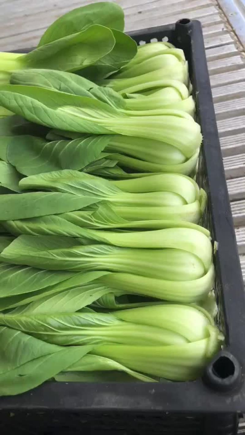 油菜