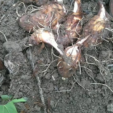 红牙芋头自家种植