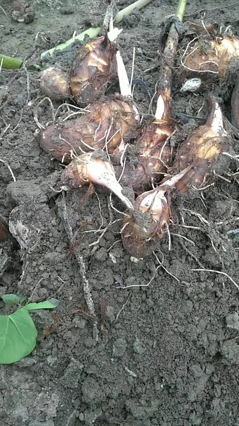 红牙芋头自家种植