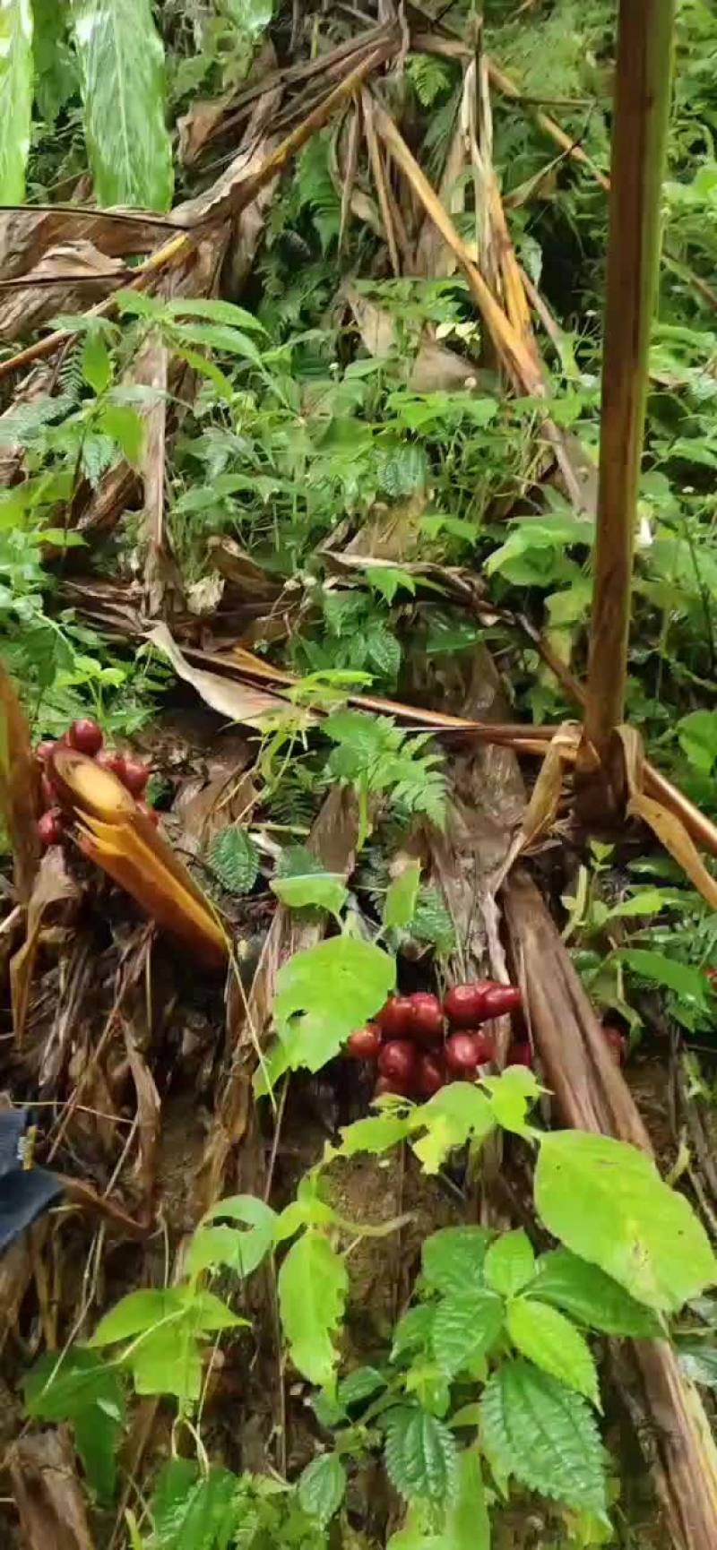草果