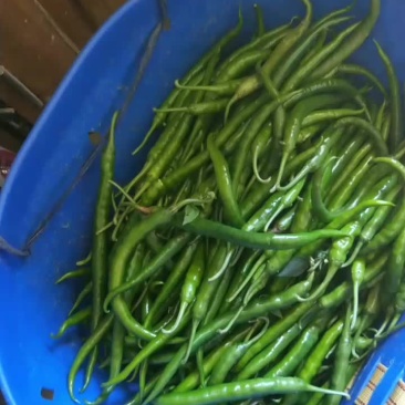 新鲜辣椒。富硒蔬菜线辣椒。高山蔬菜。天然有机蔬菜