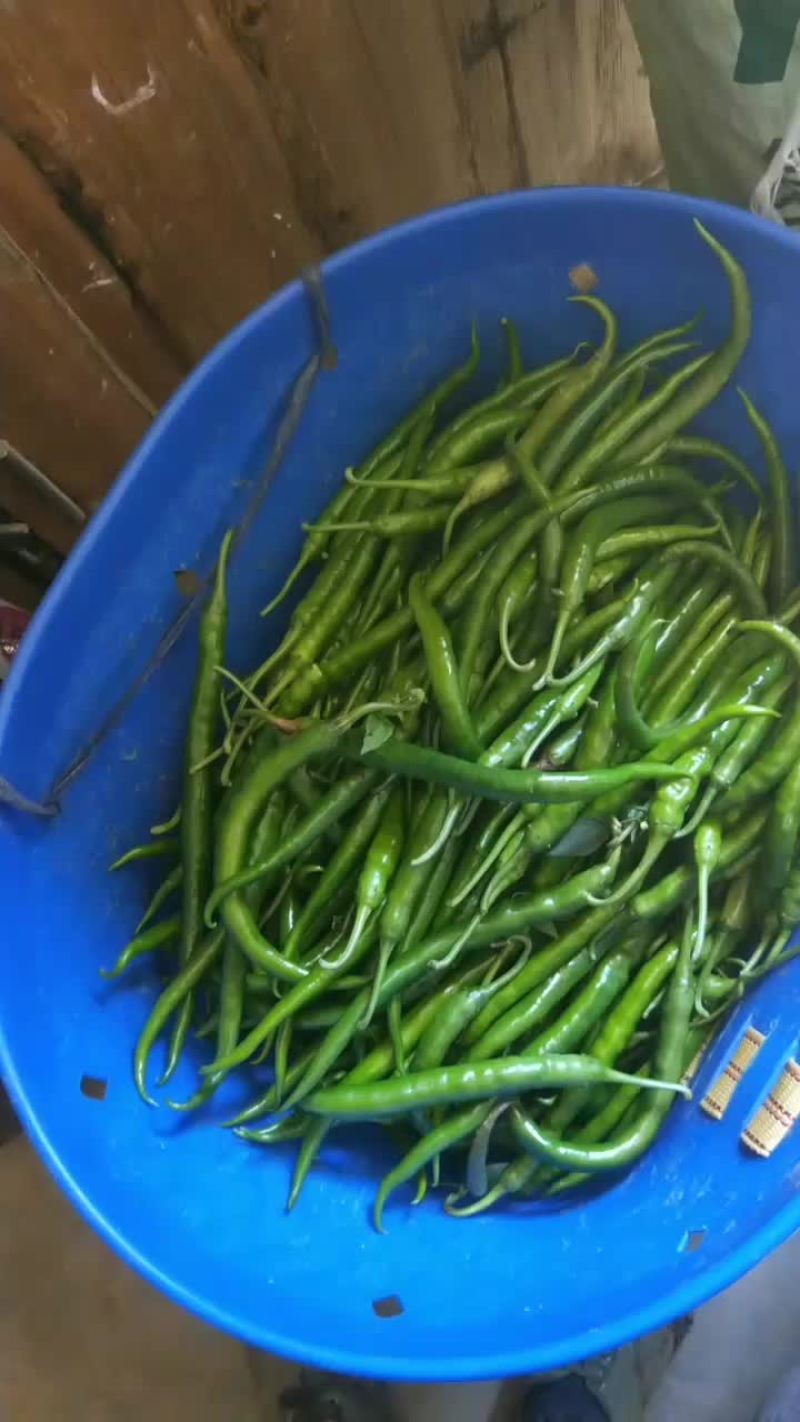 新鲜辣椒。富硒蔬菜线辣椒。高山蔬菜。天然有机蔬菜