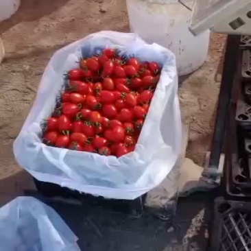 圣女果