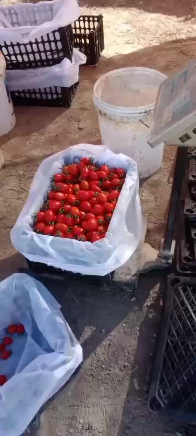 圣女果