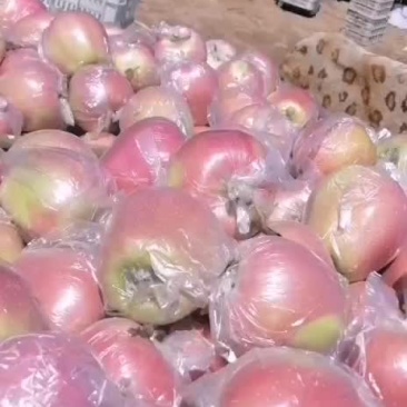中秋王苹果熟了，欢迎客户过来