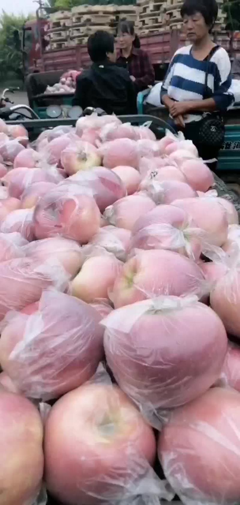 中秋王苹果熟了，欢迎客户过来