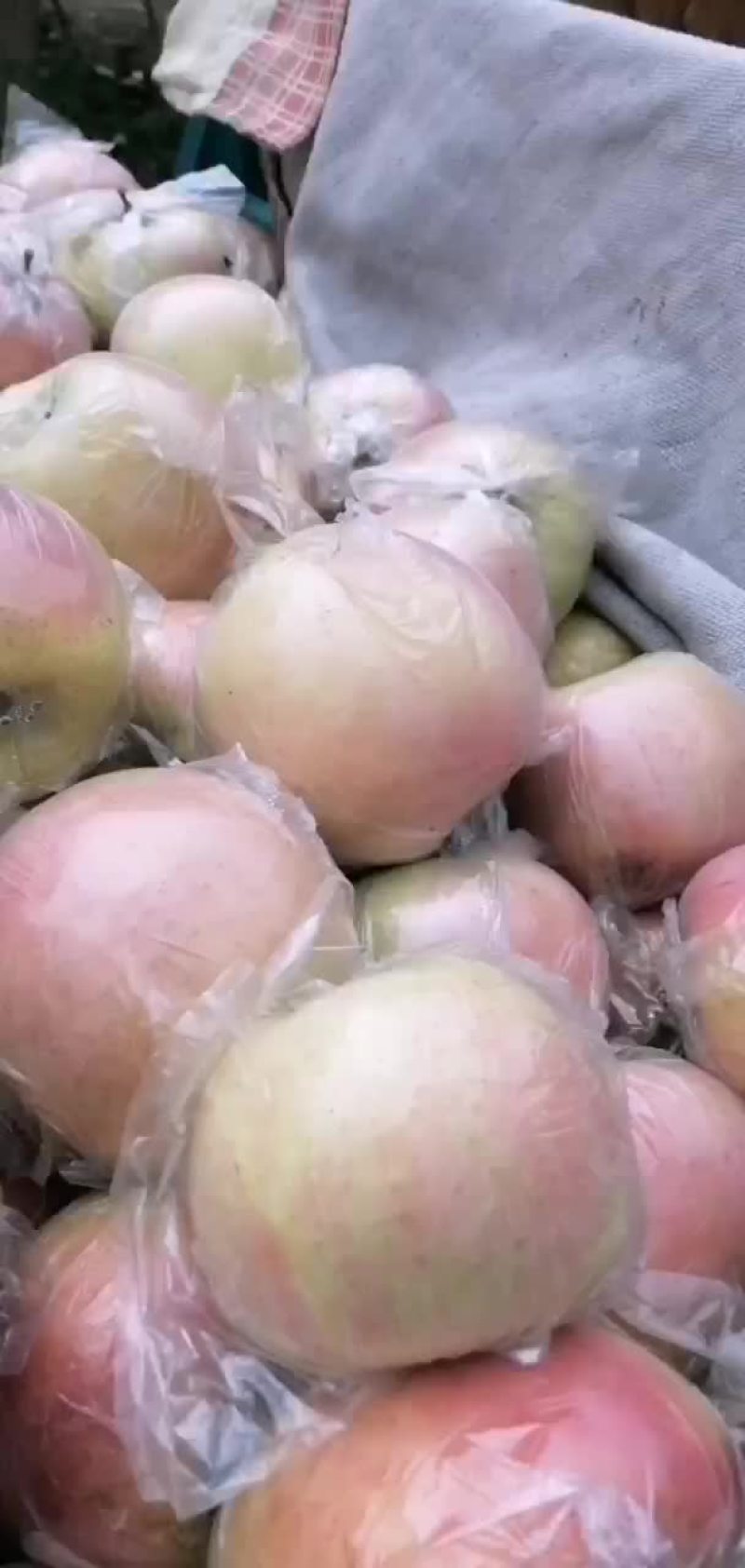 中秋王苹果熟了，欢迎客户过来