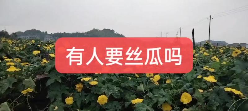 露天丝瓜