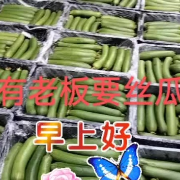 露天丝瓜