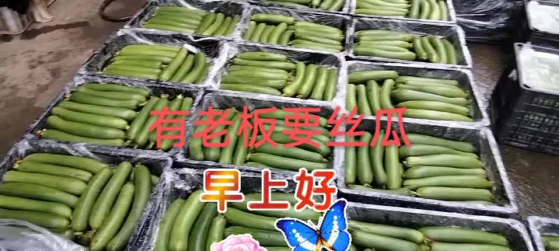 露天丝瓜