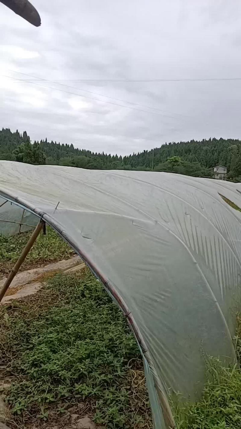 大鹏西瓜地出租