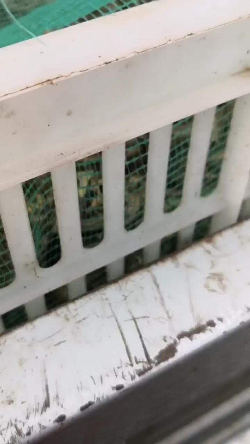 黄鳝，牛蛙