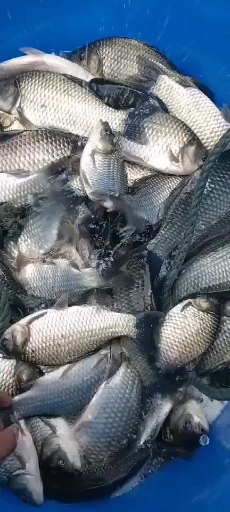 鲫鱼，质量保证，诚信经营