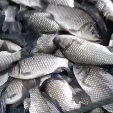 鲫鱼，质量保证，诚信经营