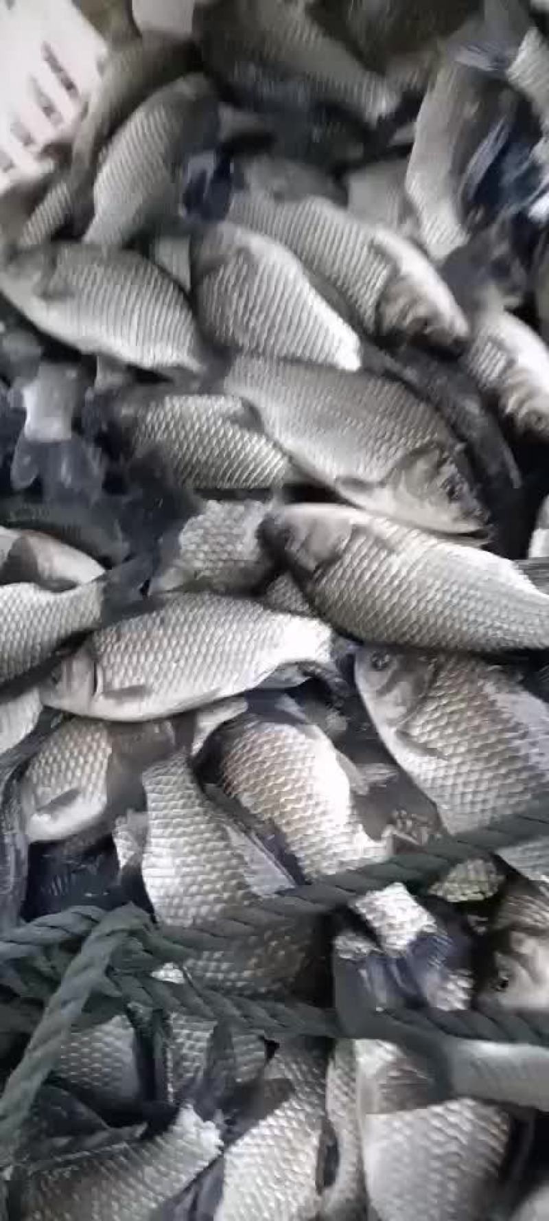 鲫鱼，质量保证，诚信经营