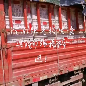 纸袋红星红彤彤，色艳味