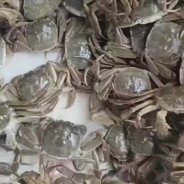 河蟹