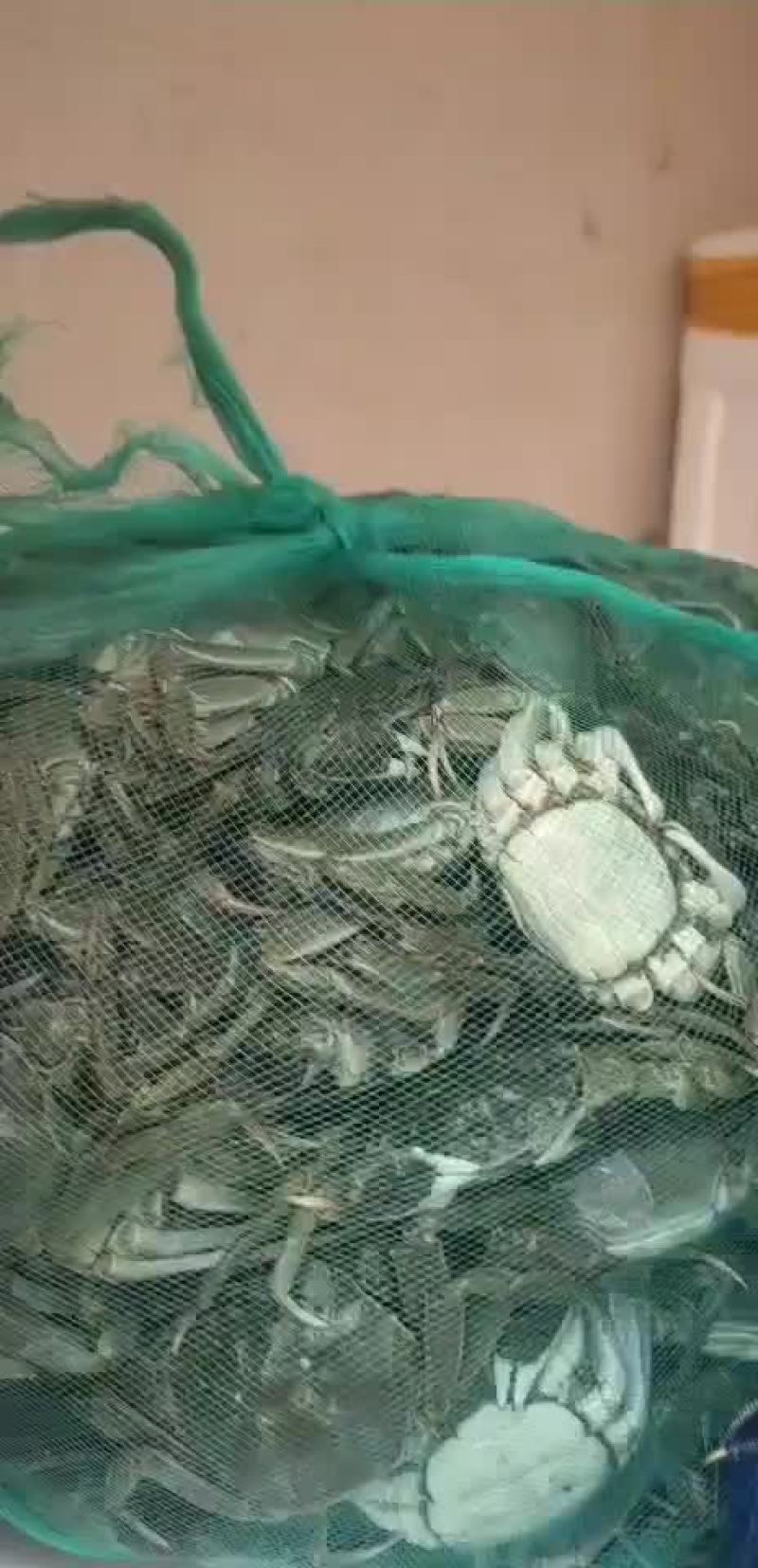 河蟹