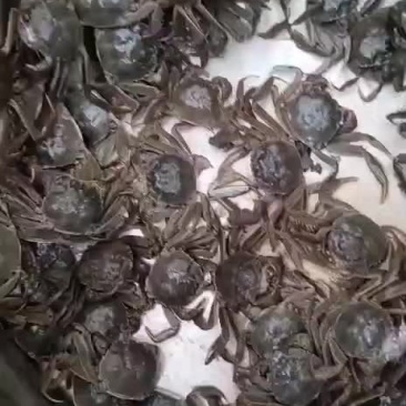 河蟹