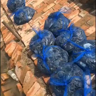 河蟹