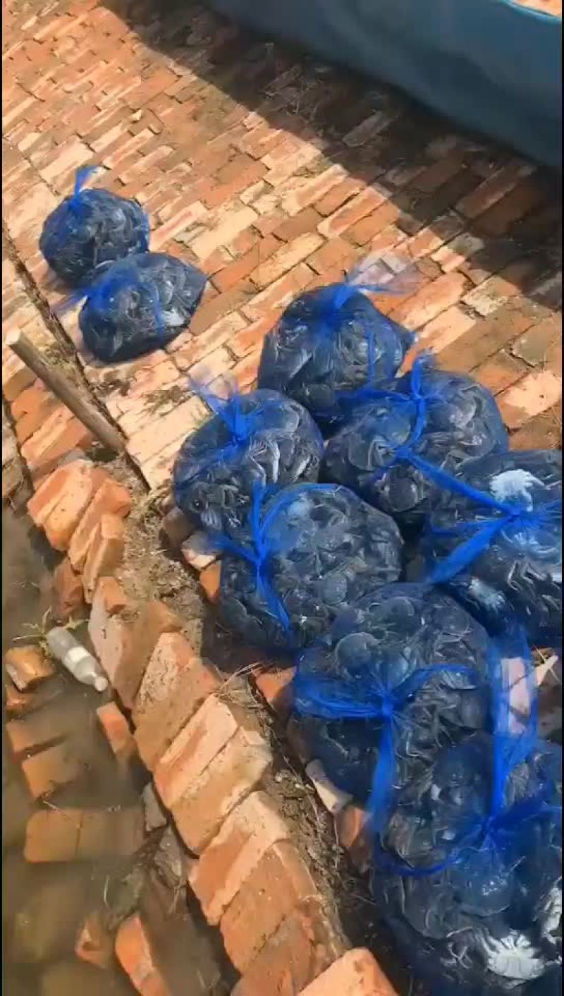 河蟹