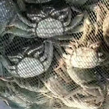 河蟹