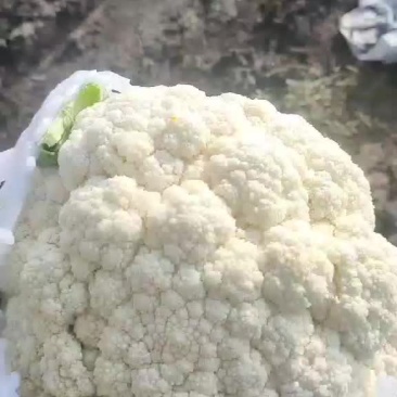 有机花