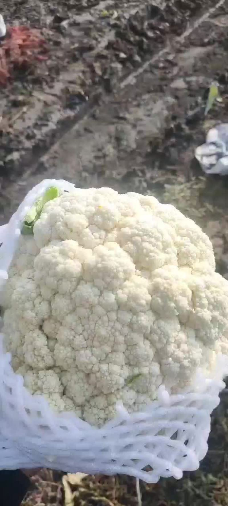 有机花