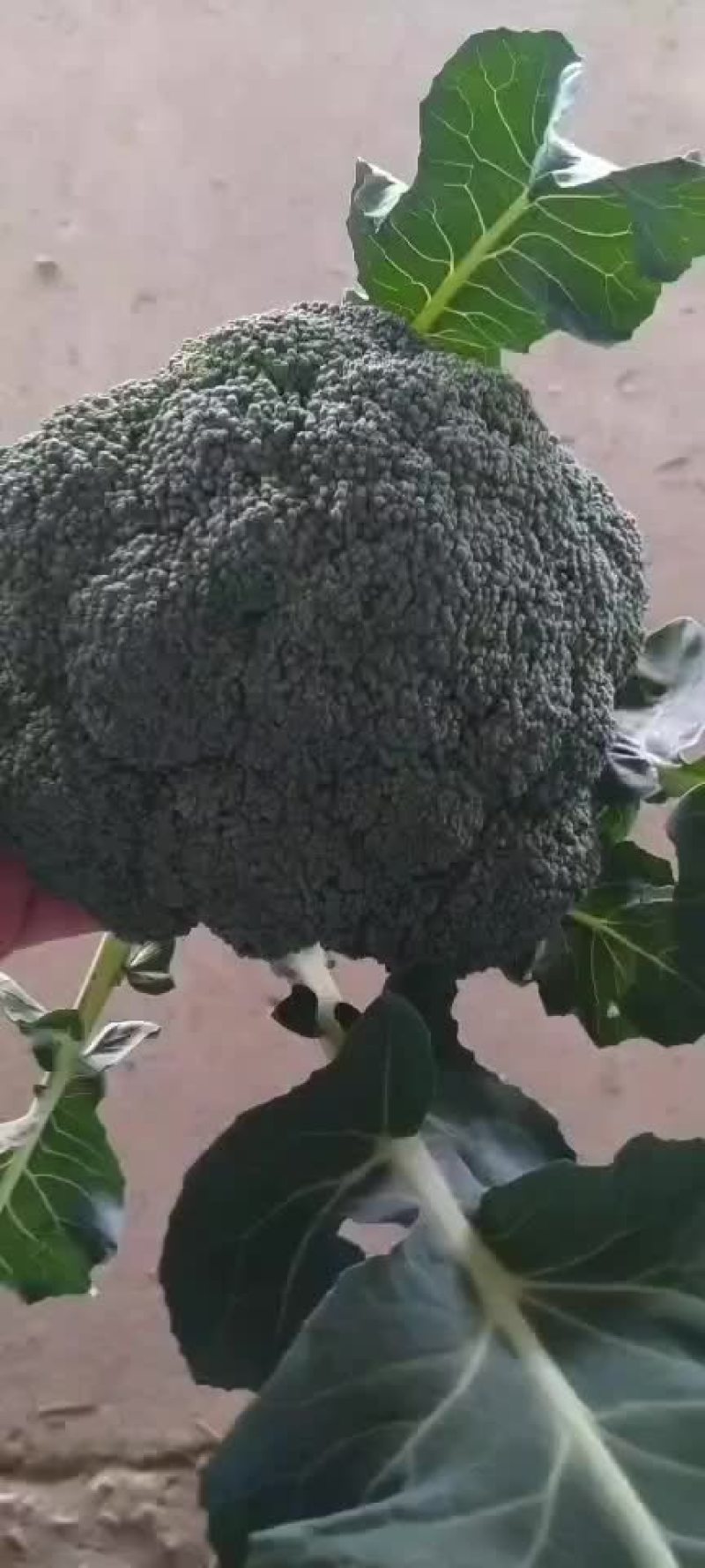 陕西三原县秋季大棚精品~西兰花