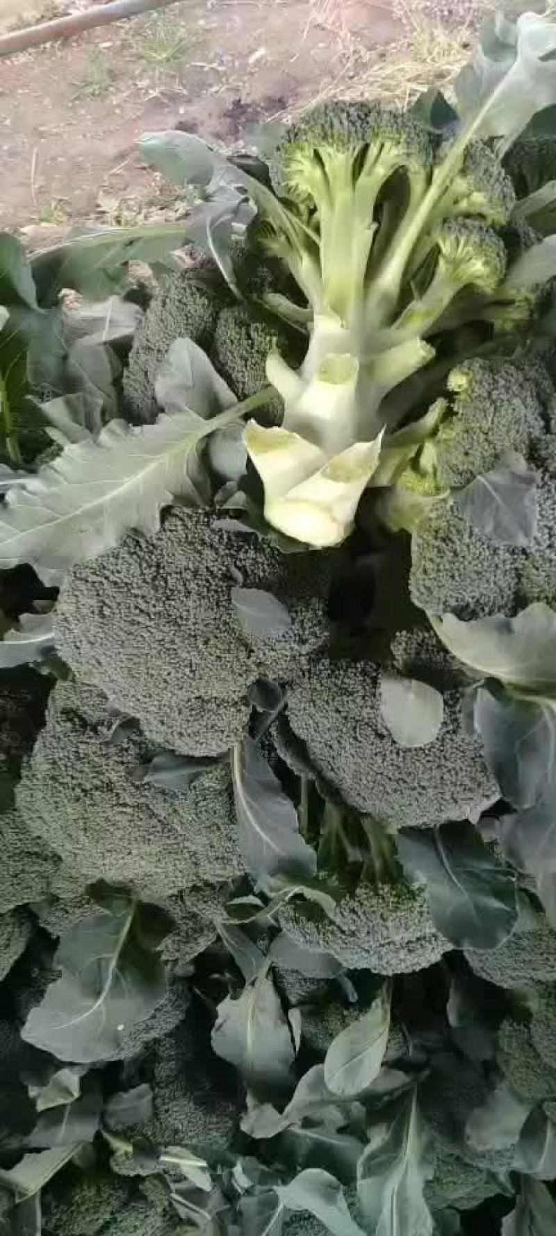 陕西三原县秋季大棚精品~西兰花